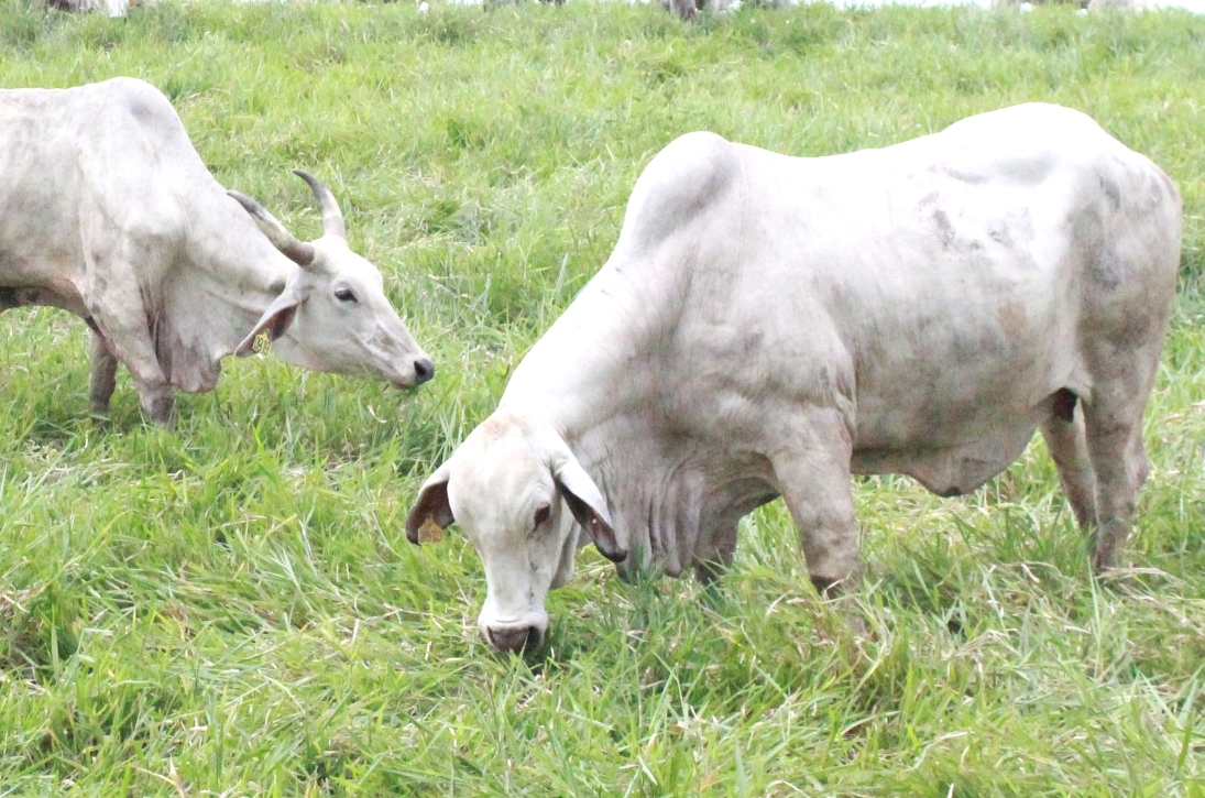 hijauan unggulan untuk ruminansia