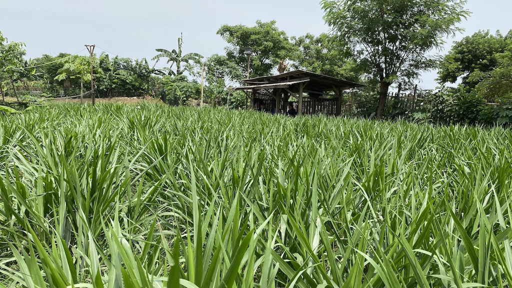 pakan rumput hijau alami