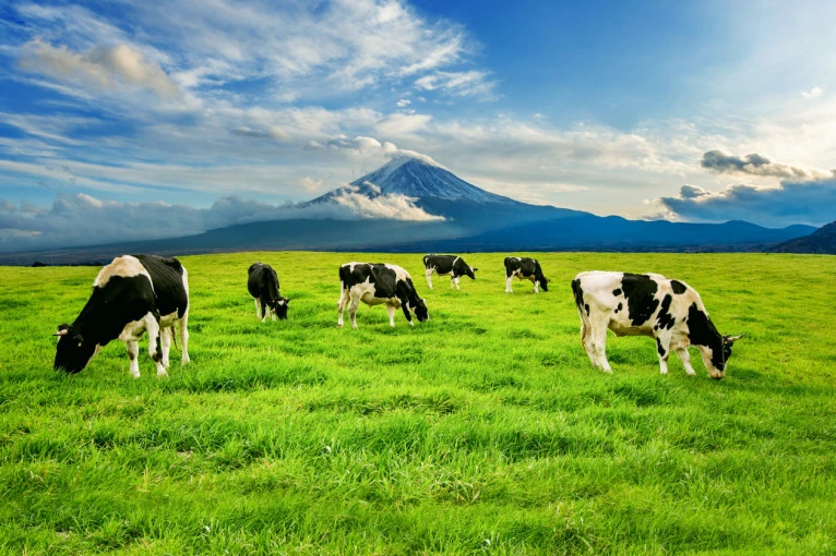 rumput hijau untuk sapi perah