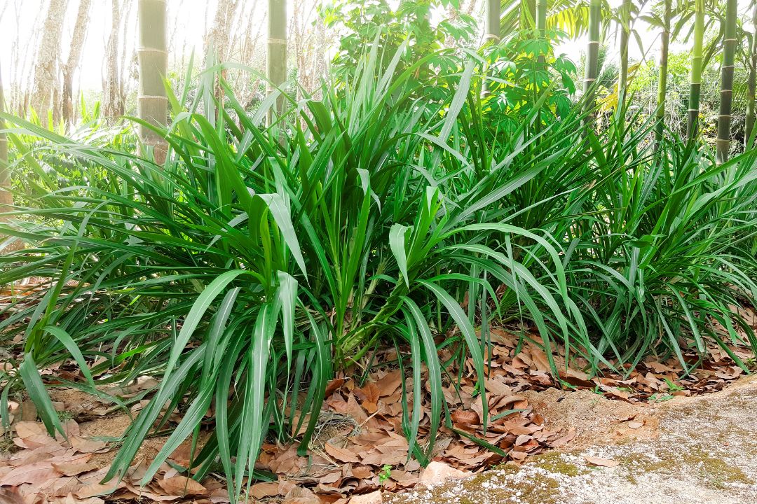 rumput unggul sumber serat